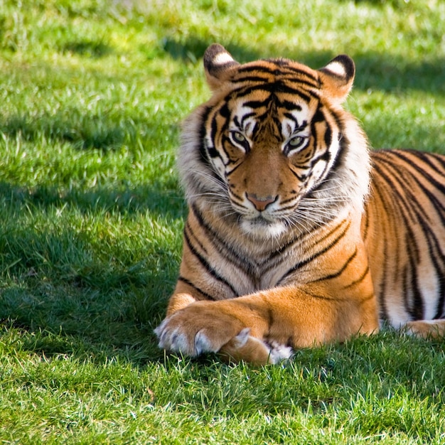 Tigre le roi de la forêt famille de tigres rugissement de la faune tigresse
