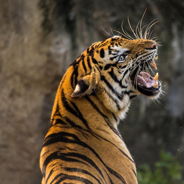 Tigre le roi de la forêt famille de tigres rugissement de la faune tigresse