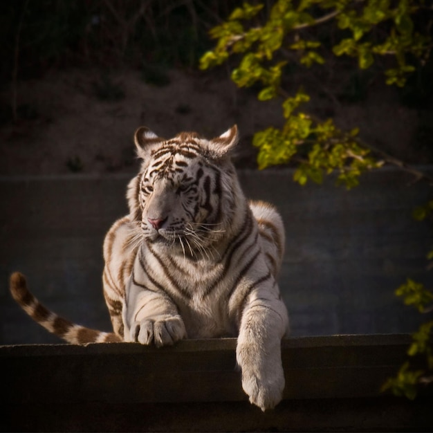 Tigre le roi de la forêt famille de tigres rugissement de la faune tigresse