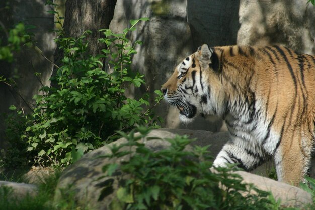 Le tigre rugissant