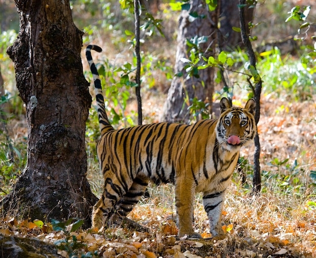 Photo tigre sauvage dans la jungle inde bandhavgarh national park