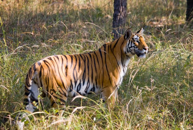 Tigre sauvage dans la jungle. Inde.