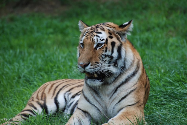 Tigre se reposant dans les hautes herbes d'un champ.