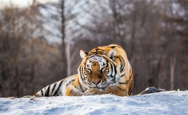 Tigre de Sibérie couché sur une colline couverte de neige