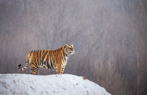 Le tigre de Sibérie est debout sur une colline enneigée sur fond d'arbres d'hiver. Parc du tigre de Sibérie.