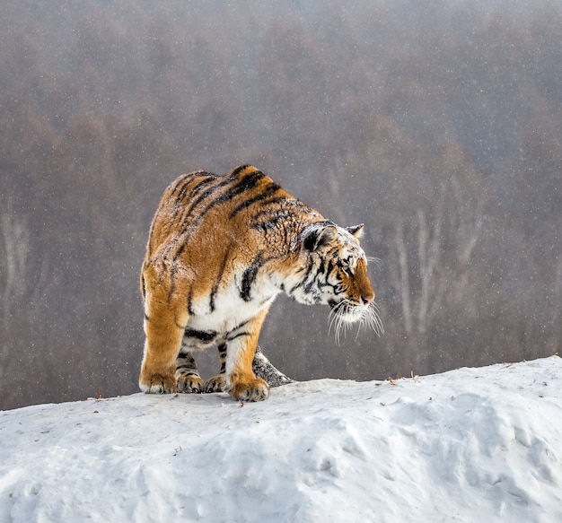 Le tigre de Sibérie est debout sur une colline enneigée sur fond d'arbres d'hiver. Parc du tigre de Sibérie.