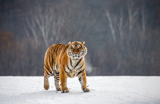 Tigre de Sibérie un jour d'hiver