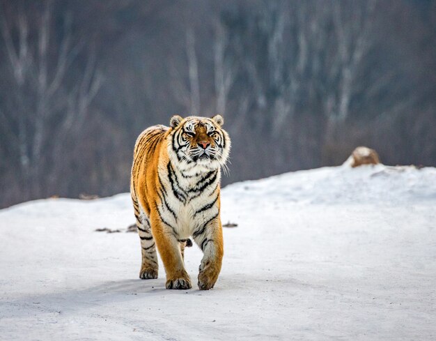 Tigre de Sibérie un jour d'hiver