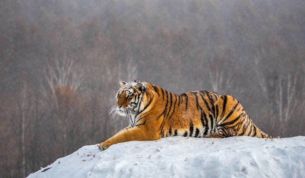 Tigre de Sibérie un jour d'hiver