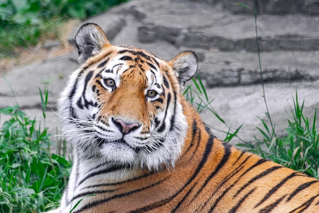 Tigre de Sibérie Panthera tigris altaica allongé sur l'herbe vue rapprochée