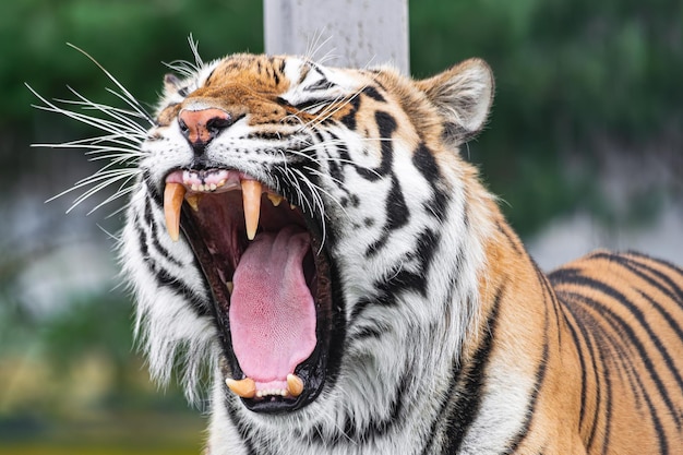 Tigre de Sibérie Panthera tigris altaica rugissant avec bouche ouverte vue rapprochée