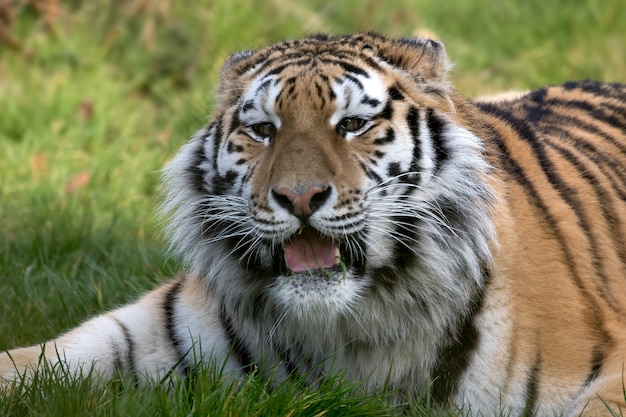 Tigre de Sibérie (Panthera tigris altaica)