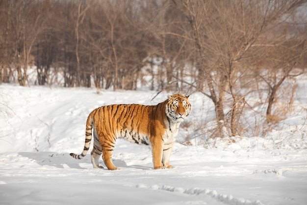 tigre sibérien debout