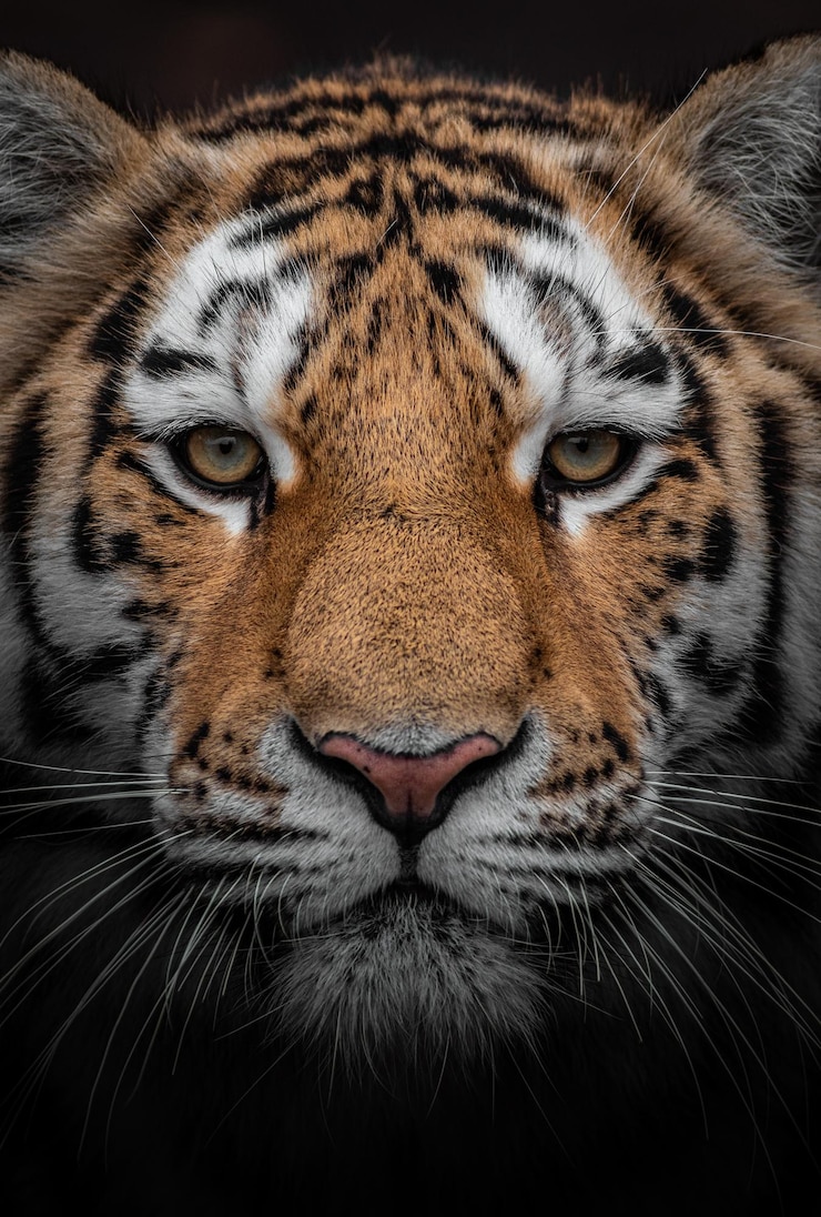 Photo tigre sibérien