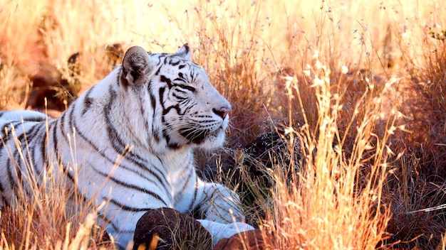 Photo tigre sibérienne tigre croisé tigre bengali tigre tigres