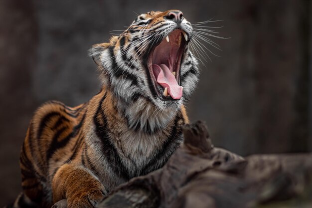 Photo le tigre de sumatra