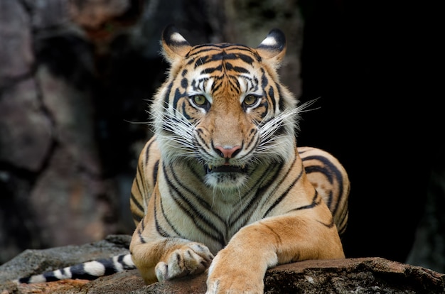 le tigre de sumatran assis sur le rocher