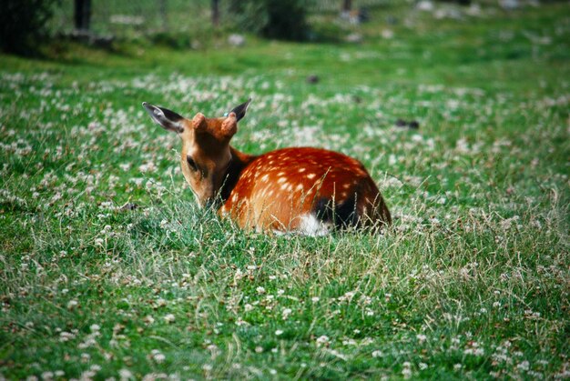 Photo tigre sur le terrain