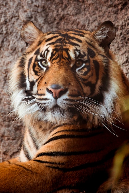 Photo tigre