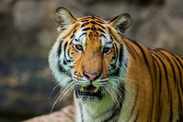 Photo tigre