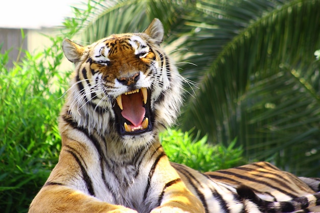 Tigre