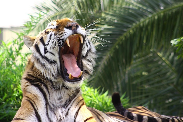 Tigre