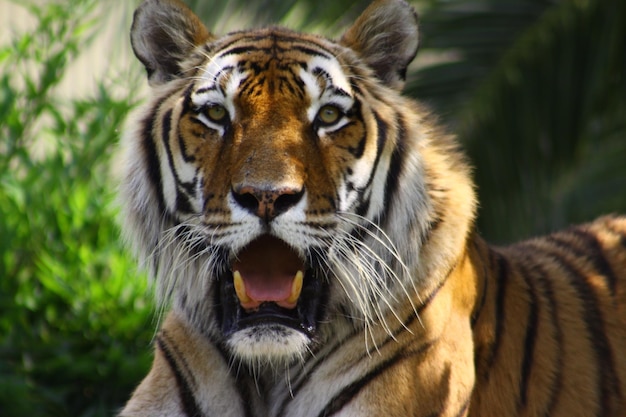 Tigre