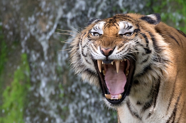 Les tigres asiatiques rugissent dans une atmosphère naturelle