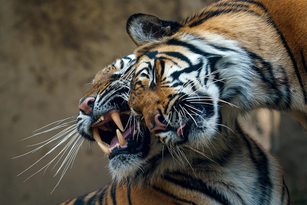 Tigres câlins Tigre de Sumatra Panthera tigris sumatrae