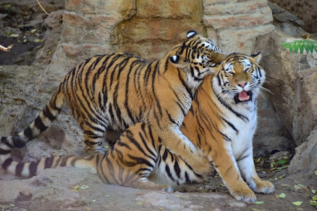 Les tigres contre les rochers