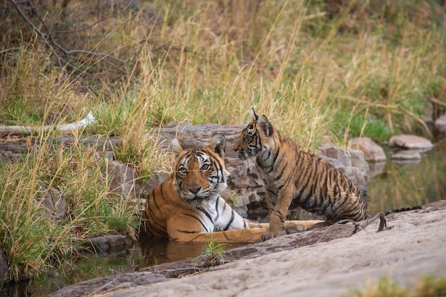 Tigres dans son habitat naturel