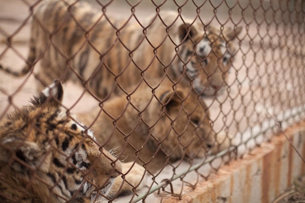 Photo les tigres derrière la clôture en chaîne