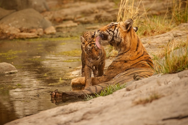 Tigres du Bengale étonnants dans la nature