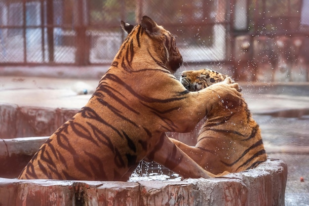 Tigres jouant dans l'eau