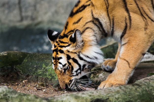 Les tigres mangent du poulet