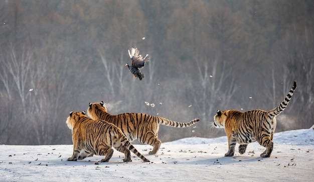 Tigres de Sibérie un jour d'hiver