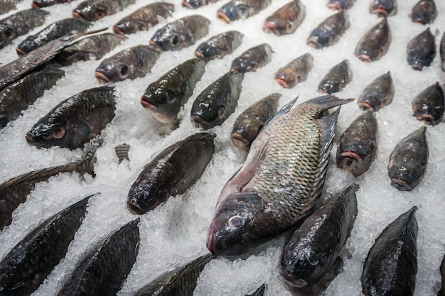 Tilapia gel sur glace en vente en supermarché