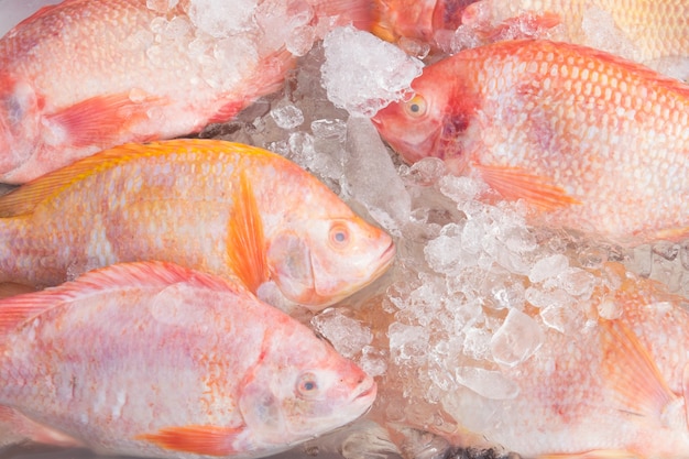 Tilapia poisson sur la glace sur le marché Thaïlande