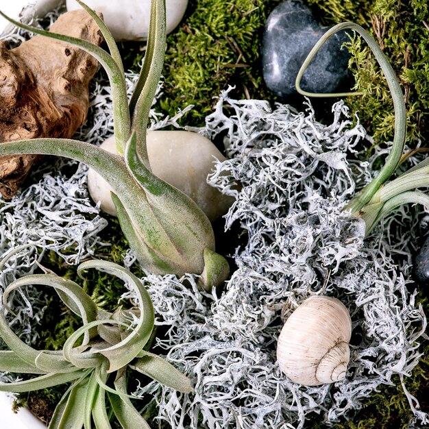 Tillandsia air et différentes plantes succulentes dans des pots en céramique