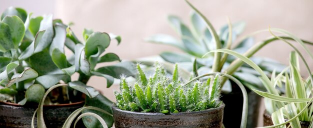 Tillandsia air et différentes plantes succulentes eonium, cactus dans des pots en céramique debout sur une table en marbre blanc.