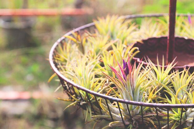 Tillandsia est une plante aérienne qui pousse sans sol.