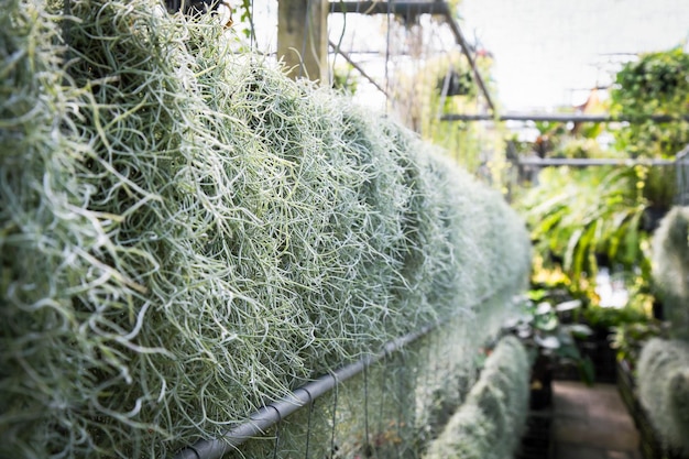 Tillandsia Usneoides ou moss suspendu dans un magasin de plantes