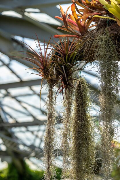 Tillandsia usneoides plante suspendue à la mousse épiphytique espagnole et à d'autres broméliades sur le tronc d'arbre