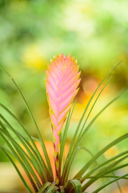 Tillandsia