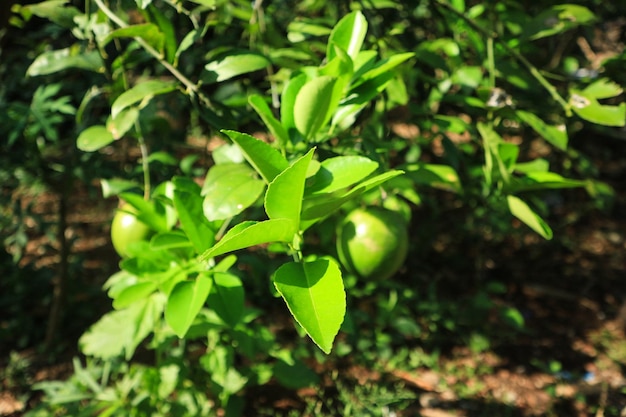 Tilleul avec des feuilles agrandi