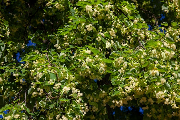 Tilleul en fleurs au printemps