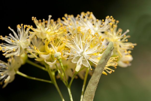 tilleul en fleurs