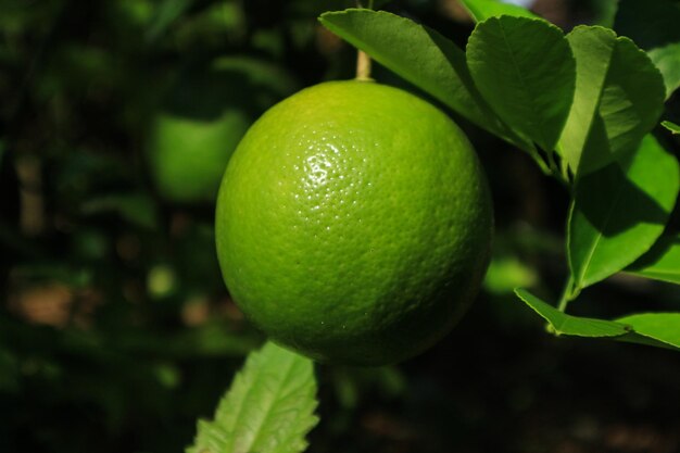 Tilleul, à, fruits, closeup