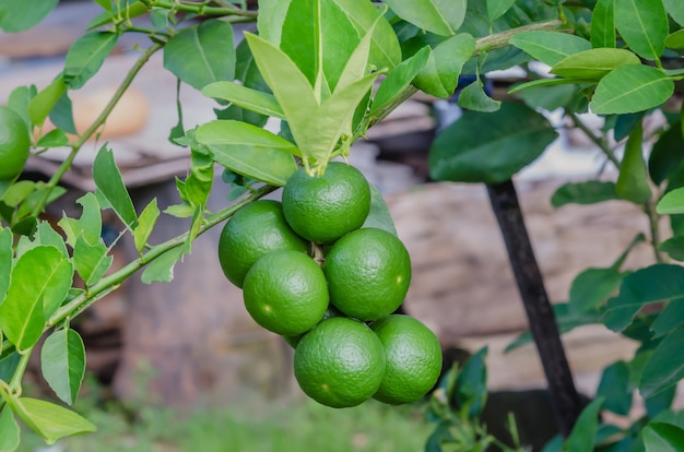 Tilleul avec fruits