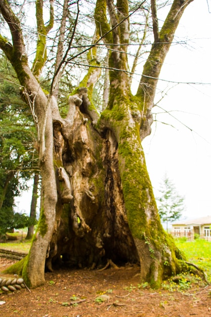 Tilleul de mille ans, vieux et grand arbre